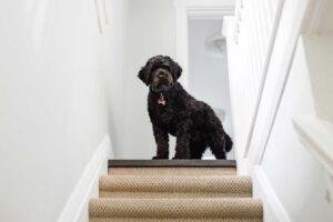 Mi perro tiene miedo a las escaleras