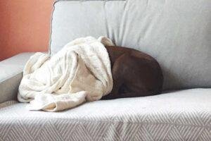 Mi perro tiene miedo a los truenos y las tormentas