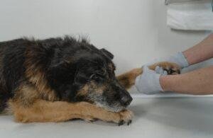 Miedo a la visita al veterinario