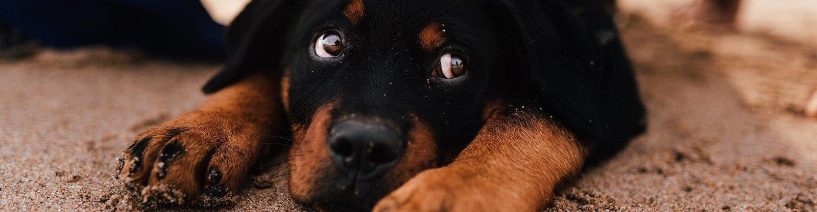 comportamiento canino miedos adiestrar
