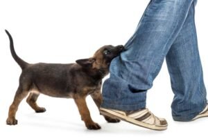 Mi perro me muerde los pies