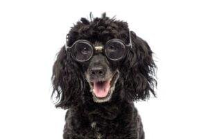 caniche
