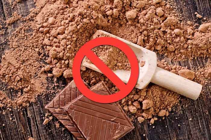 Alimentos PROHIBIDOS para perros gatos