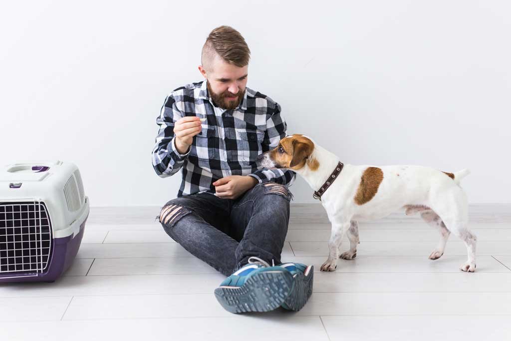 Como acostumbrar a mi perro al transportin 1