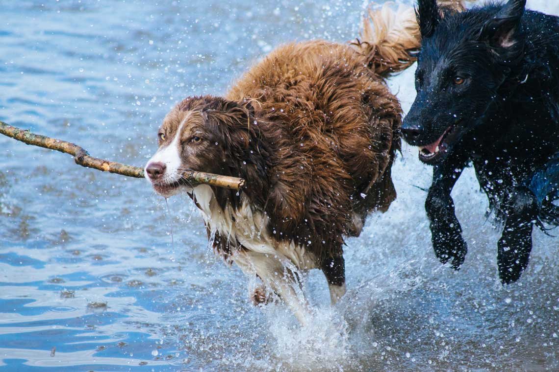 Como cansar a un perro
