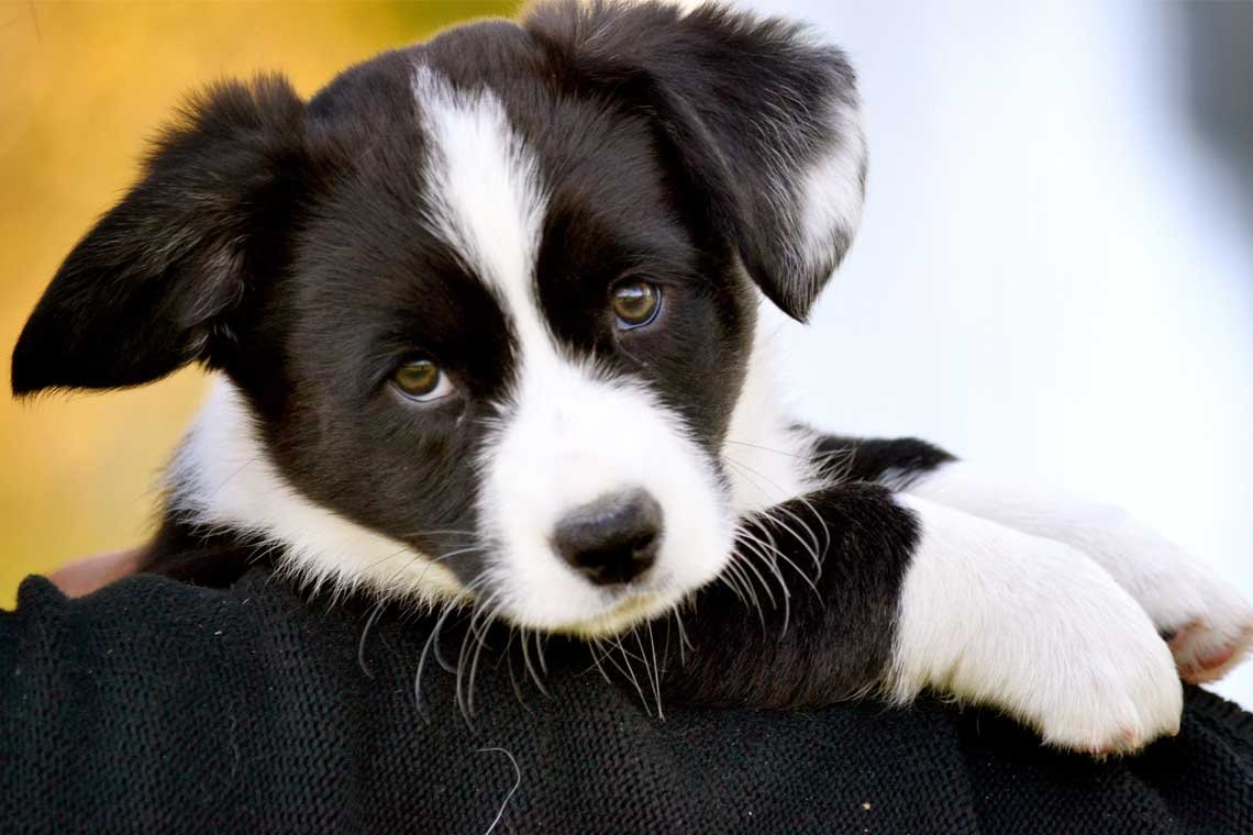 Como hacer para que el cachorro haga sus necesidades donde corresponde