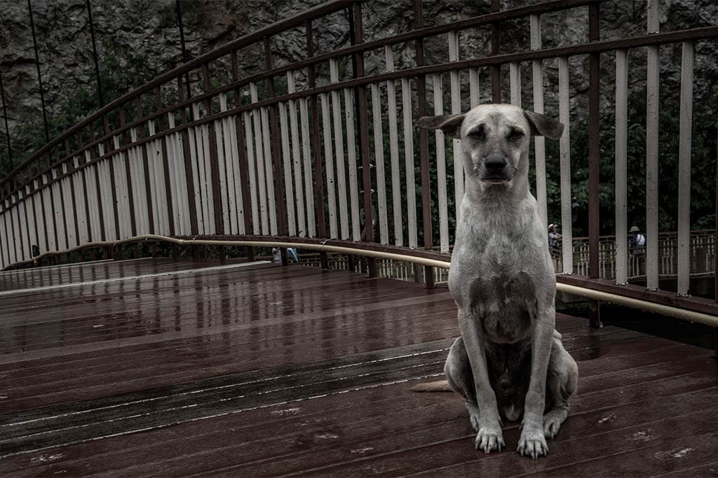 Como me acerco a un perro desconocido