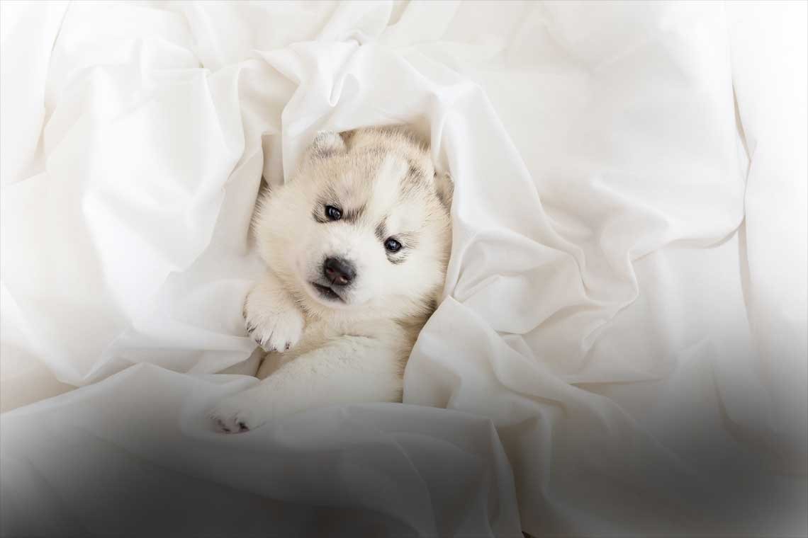 Domesticacion de animales