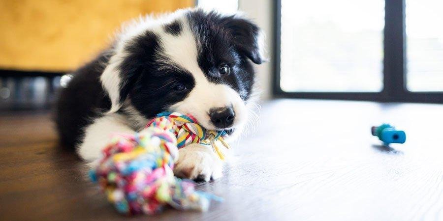ENRIQUECIMENTO AMBIENTAL PERROS