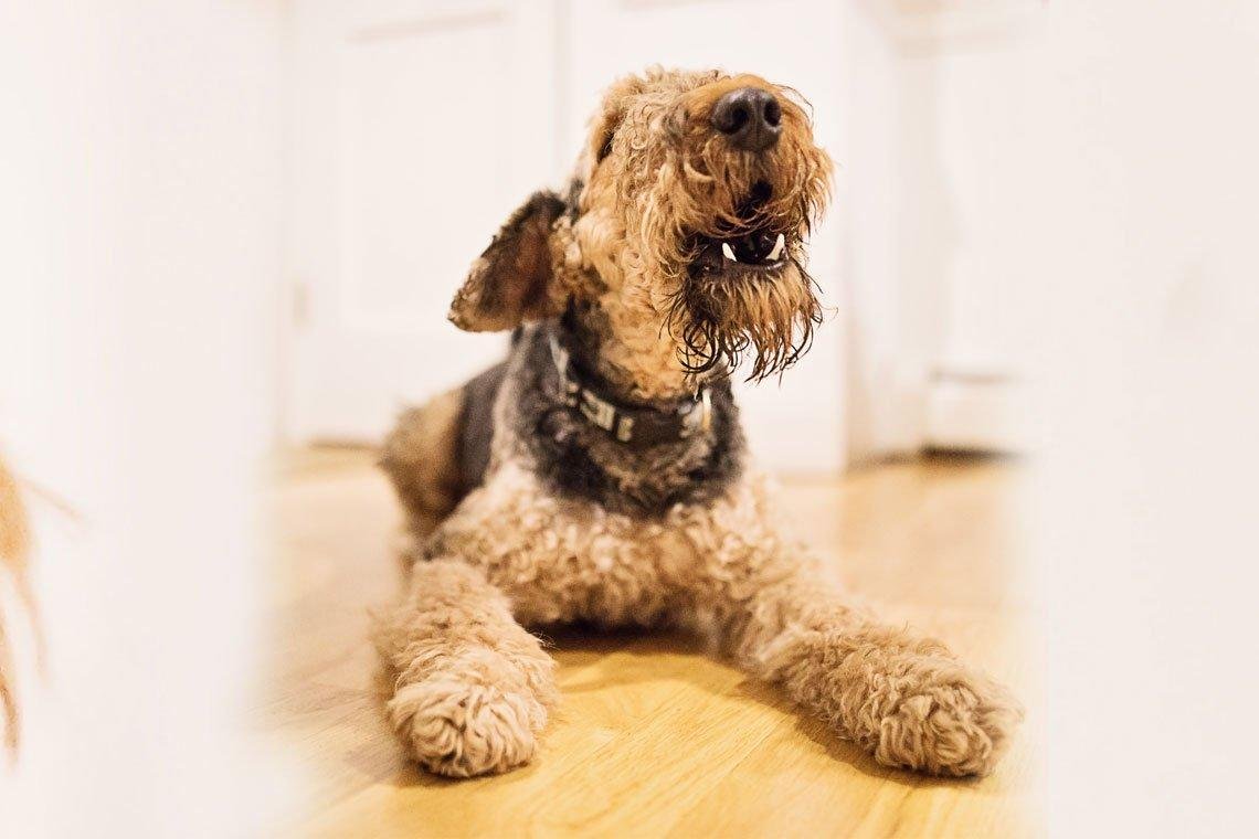 Mi perro ladra cuando esta solo