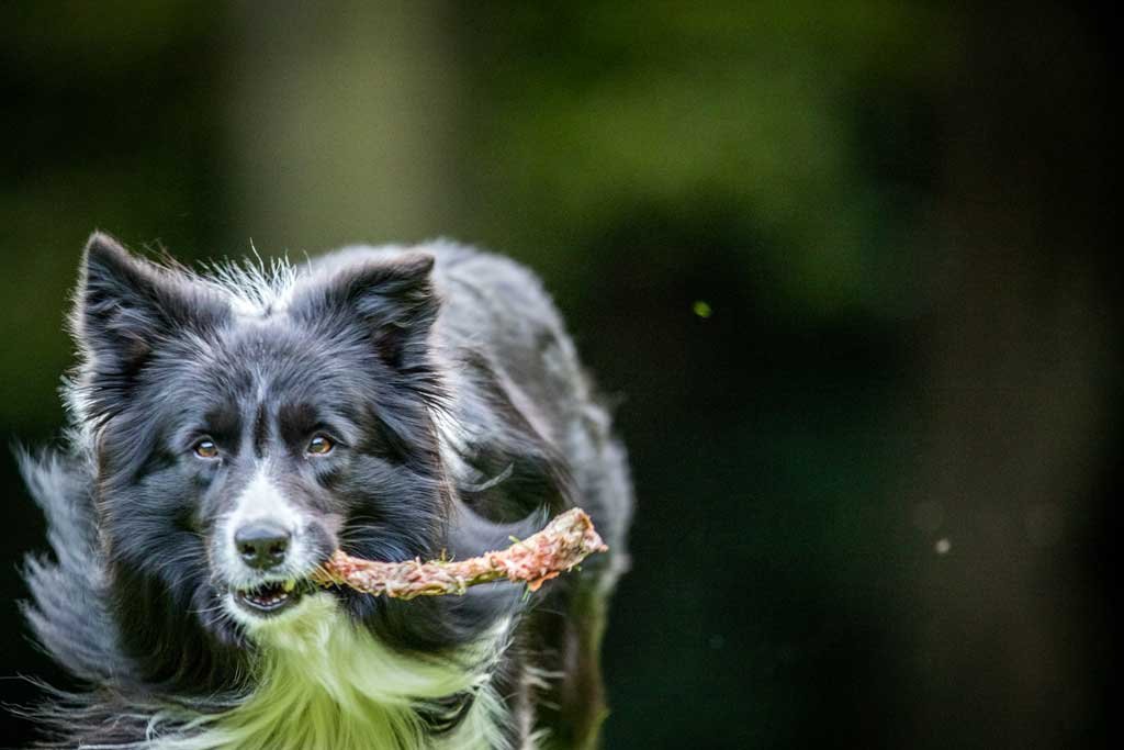 Mi perro puede comer huesos