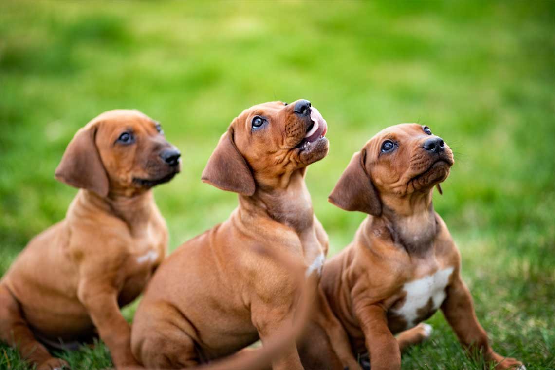 Periodo Sensible de Socializacion Perros 2