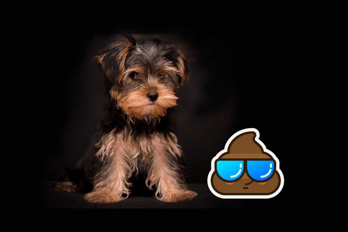 Por que mi perro come caca 03