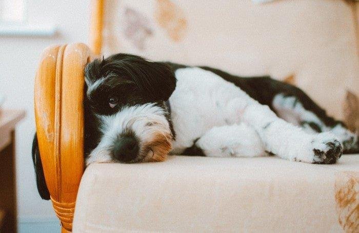 Puedo dejar al perro solo en casa ocho horas