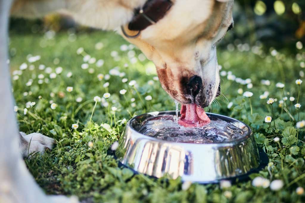 Que hacer y que No hacer con mi perro los dias de mucho calor