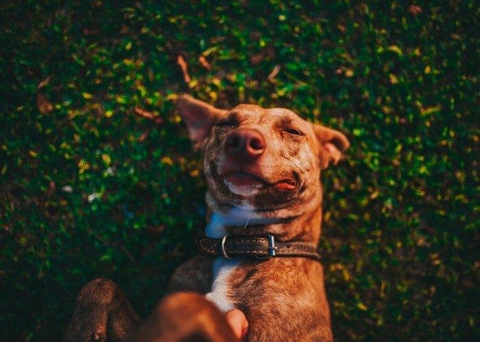 bienestar canino salud