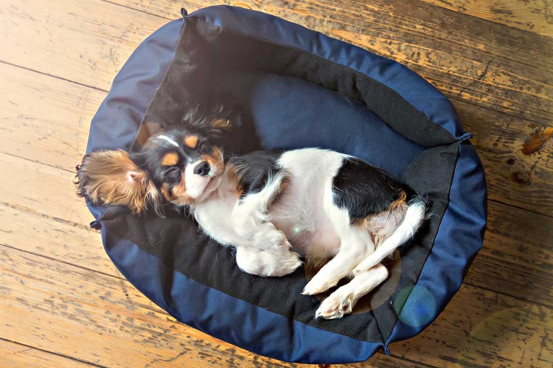 como ensenar a mi perro a dormir en su cama