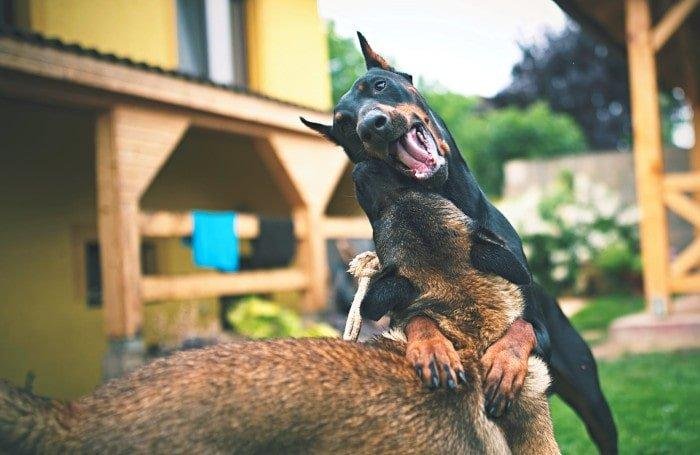 como hacer que dos perros se lleven bien