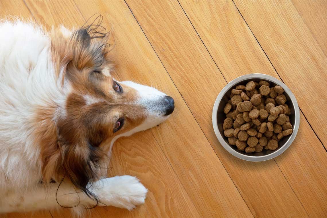 como podemos mejorar el alimento balanceado