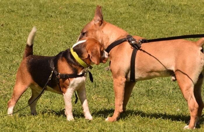 como se entienden los perros