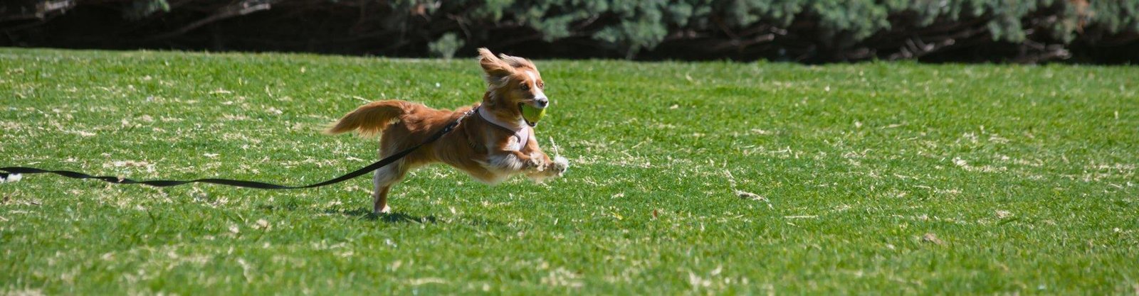 comportamiento canino adiestrar
