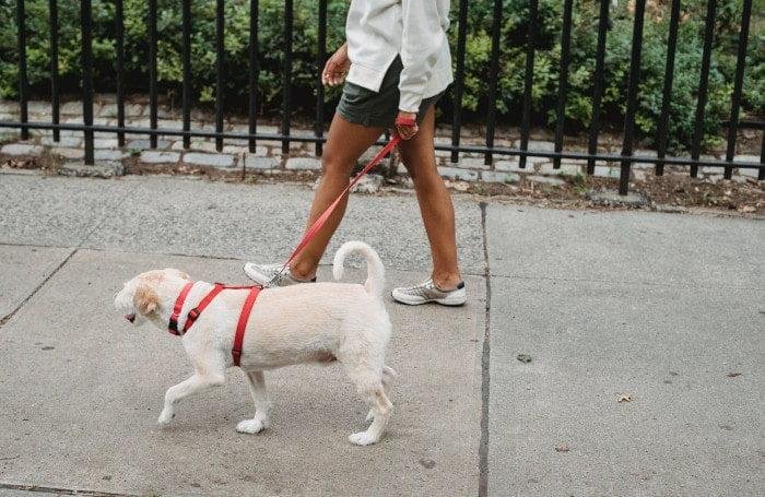 comportamiento canino perro rutina