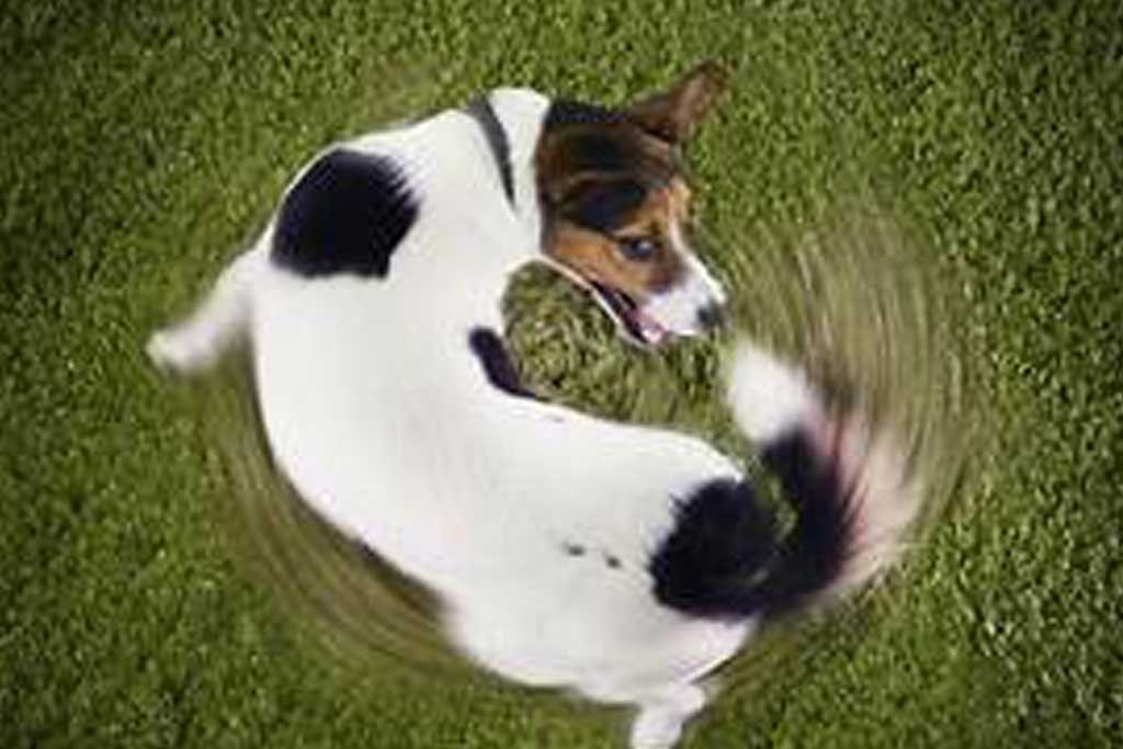 conductas compulsivas en perros