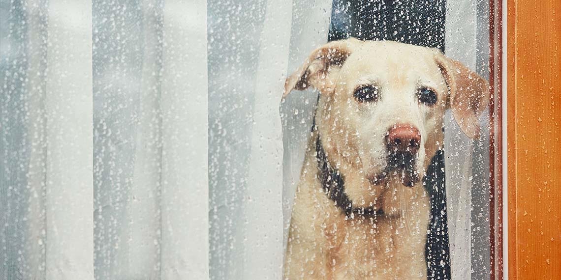 cuantas horas puede estar solo un perro