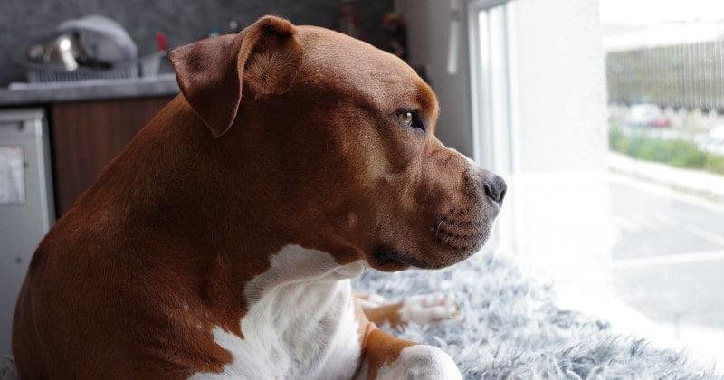 me voy de vacaciones que hago con mi perro