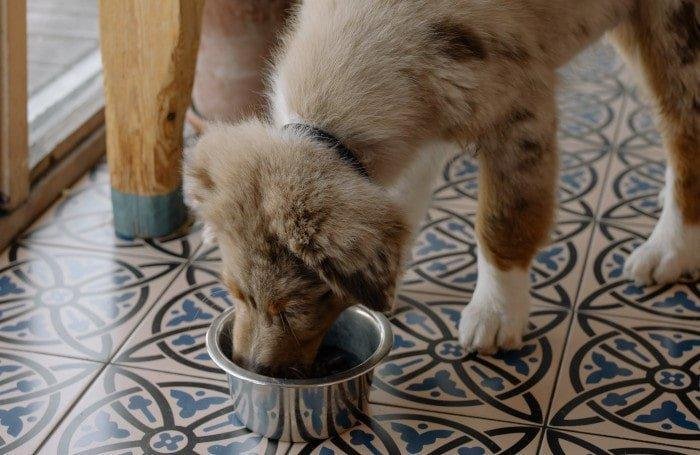 mi perro se come comida del gato