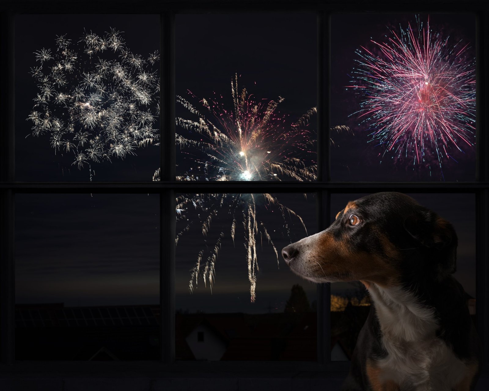 Dog,Looks,Out,The,Window,And,Watching,The,Fireworks