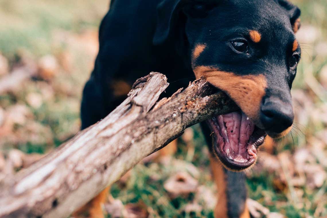 perros que muerden todo