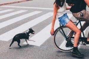 Mi perro persigue coches motos o bicis