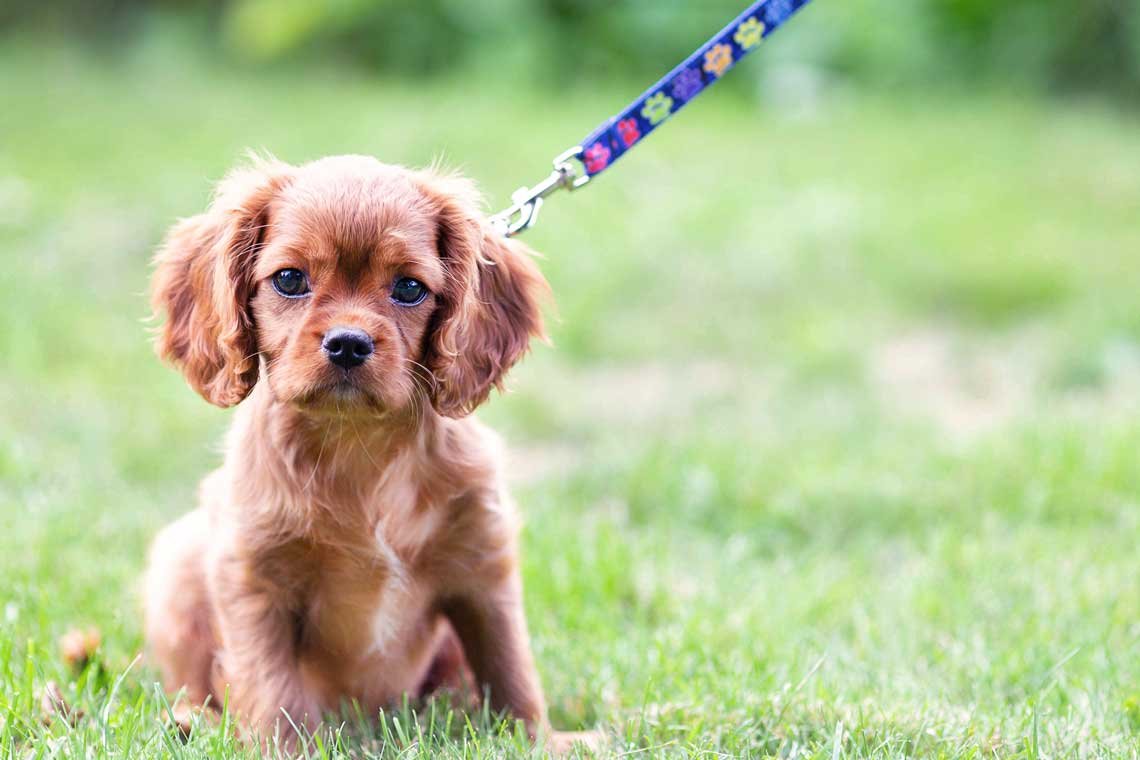 Pasear a mi cachorro con correa por primera vez