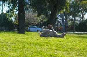 como lograr perro relaje parque