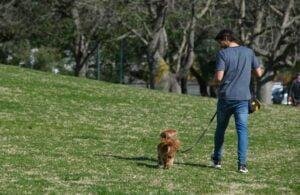 no hablar perro paseando