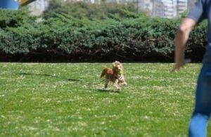perro persigue pelota