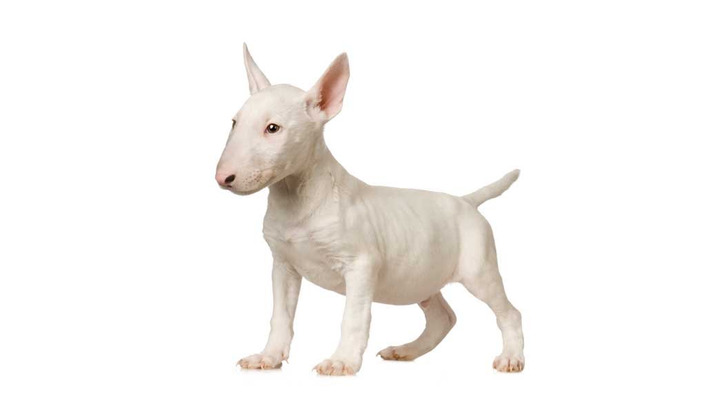 Bull terrier ingles