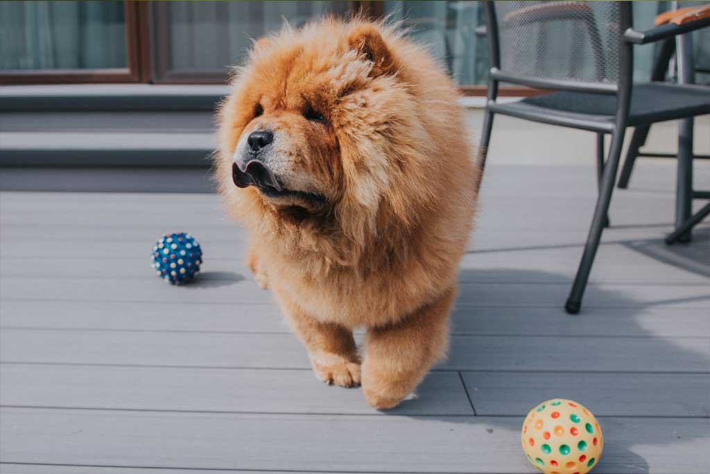 Chow chow