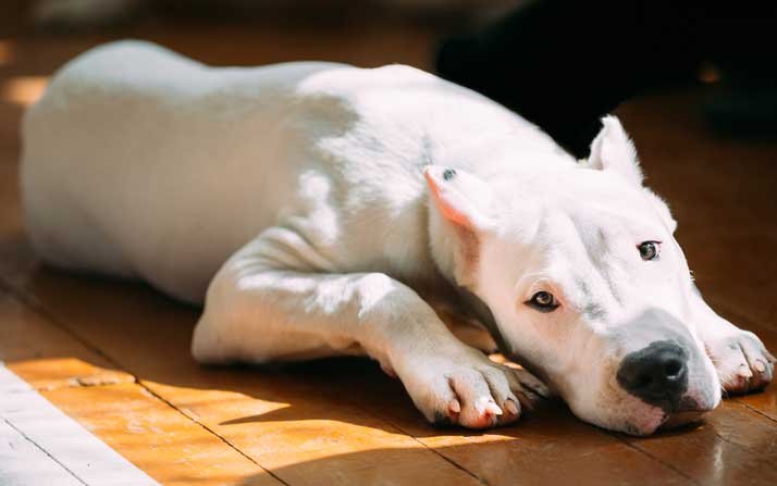 Dogo argentino