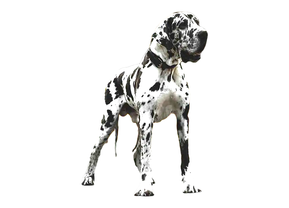 Gran danes
