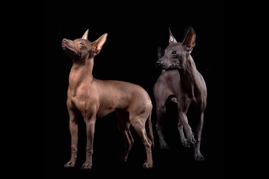 Los perros mas raros del mundo