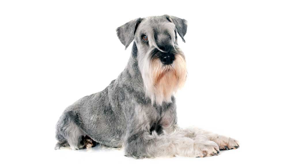 Schnauzer Estandar
