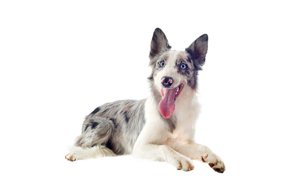 border collie