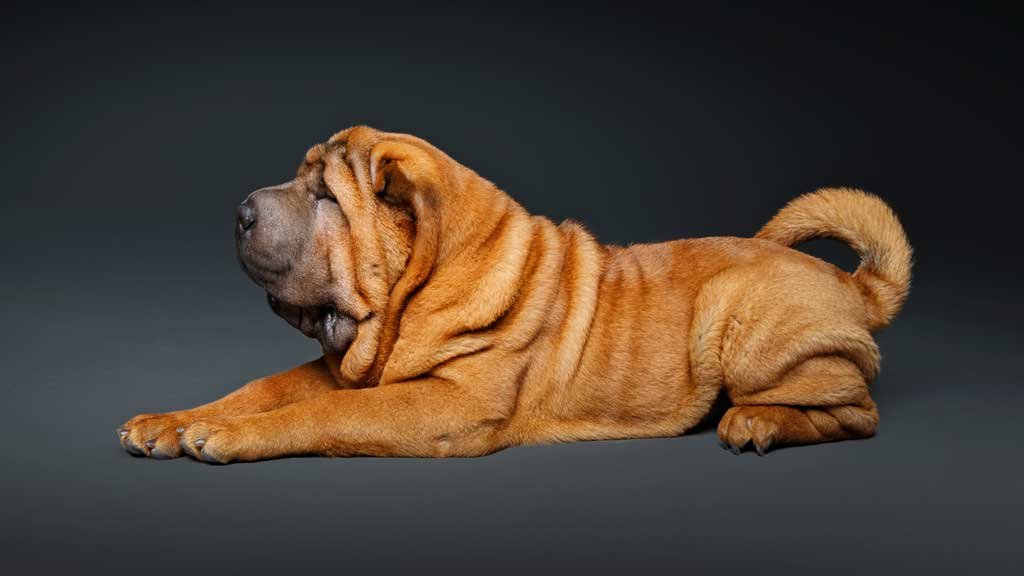 perros arrugados