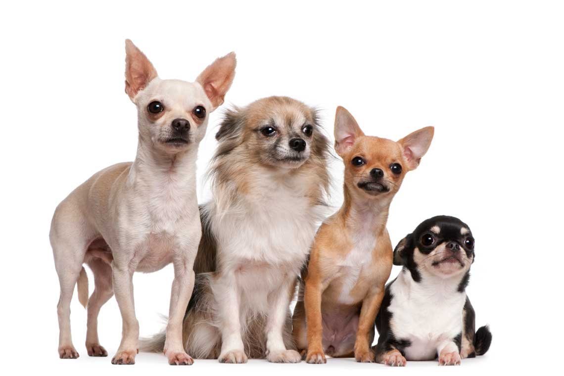 perros mas pequenos del mundo