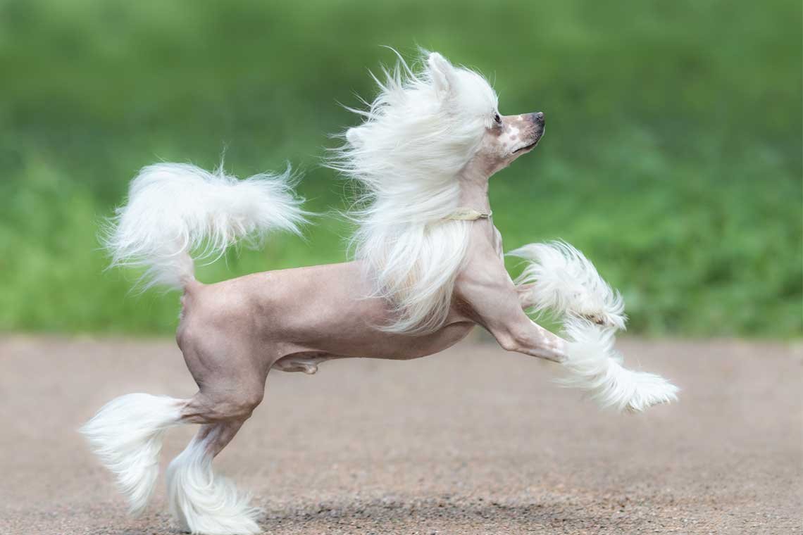 razas de perros chinos