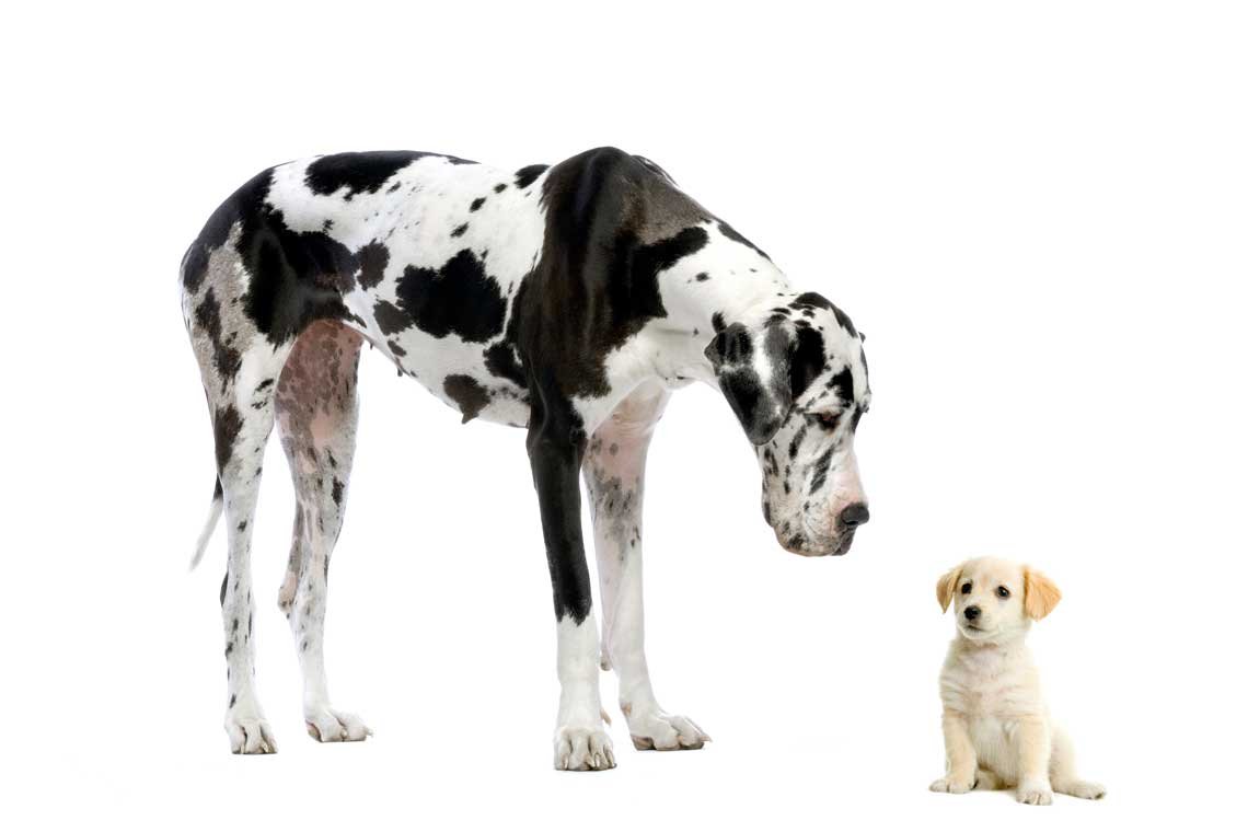 razas de perros gigantes