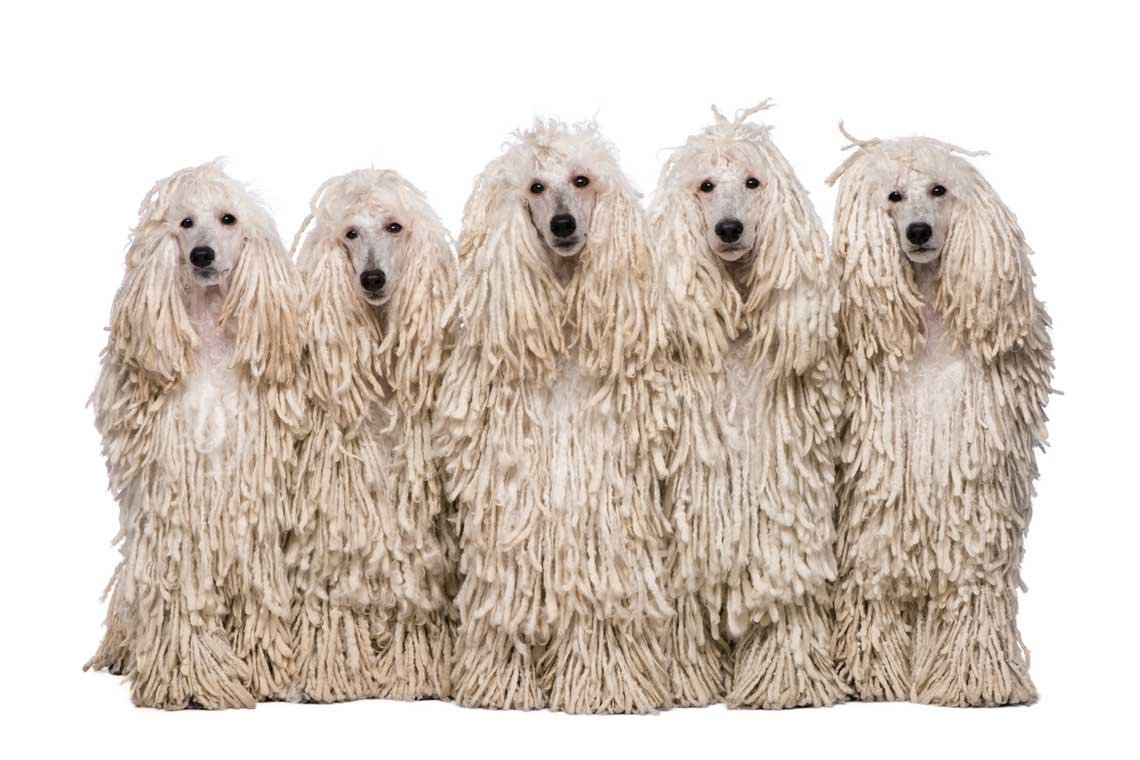 razas de perros pequenos blancos