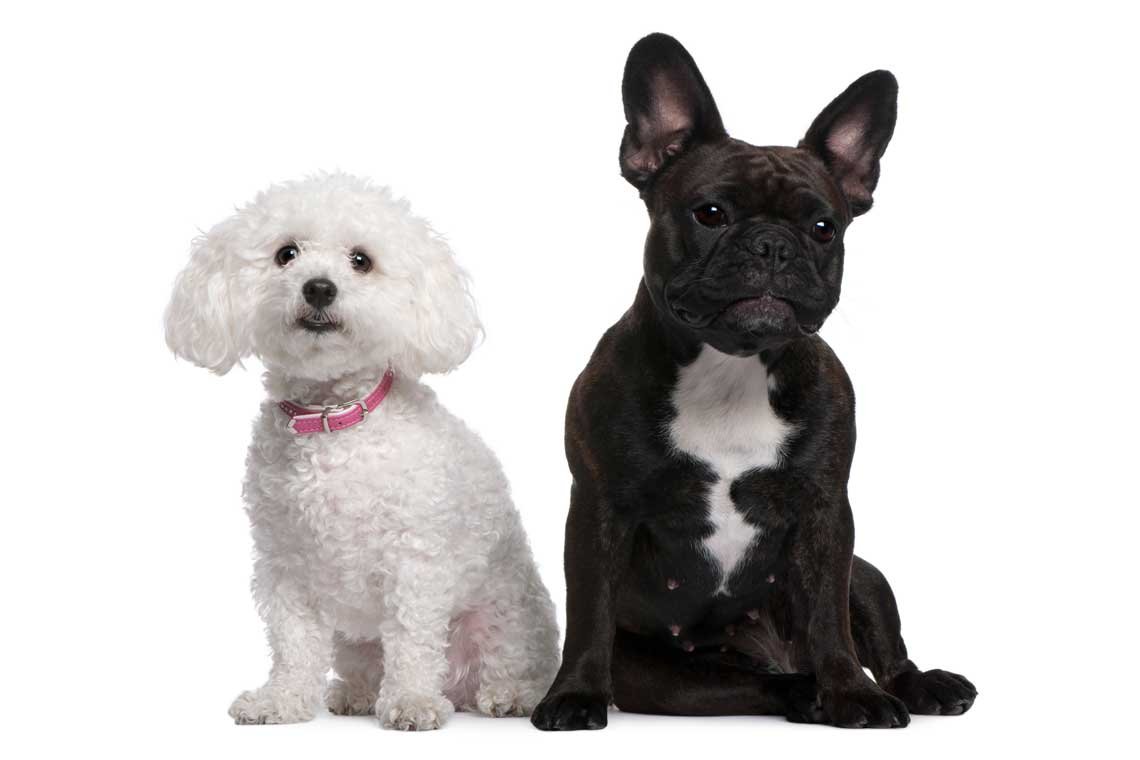 razas de perros pequenos